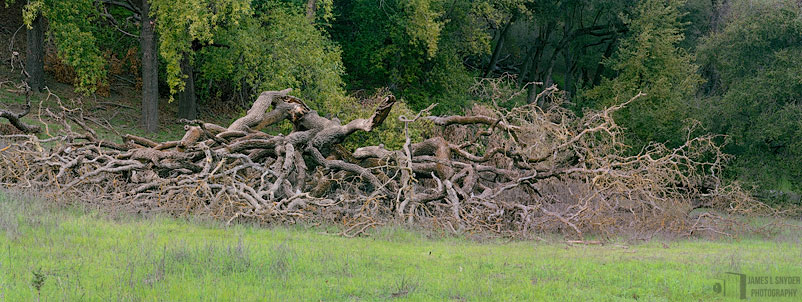 Tangled Wood