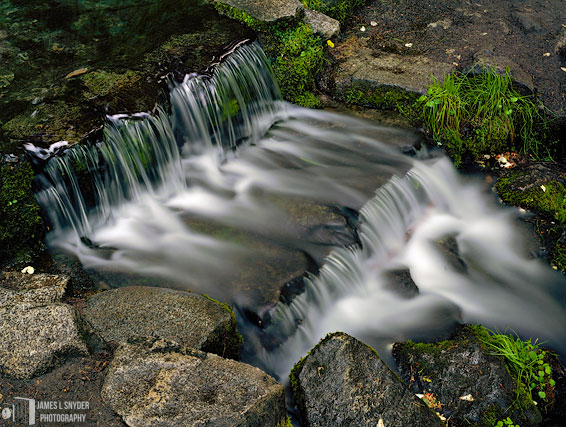 Fern Spring, Late May
