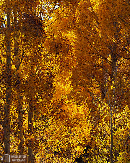 Golden Aspens, Morning Sun
