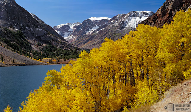Golden Aspens at Lundy Lake