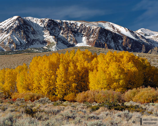 Golden Aspens and Mt. Gibbs