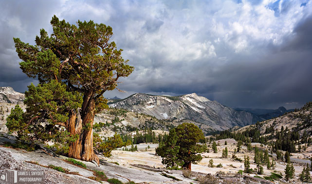 Old Juniper, Distant Rainstorm