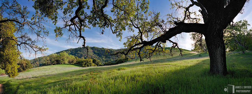 The High Meadow, Spring