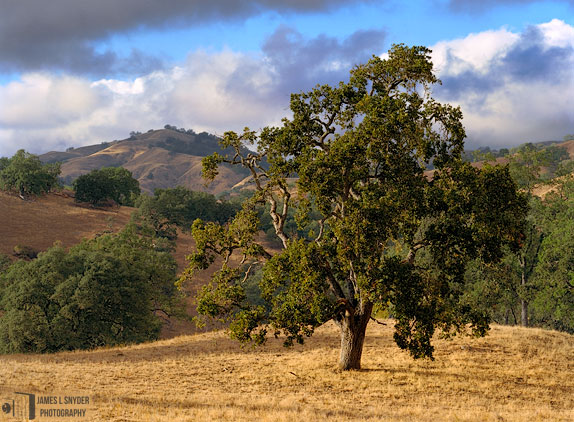 Oak Tree in Tan Clearing