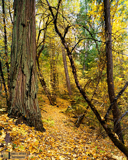 The Golden Trail