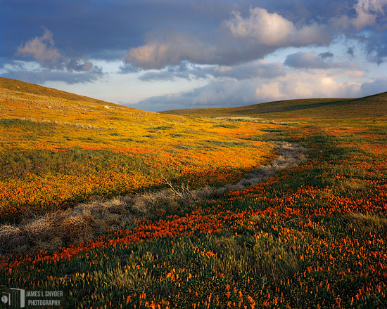 Poppies by Dry Creek at Sunset