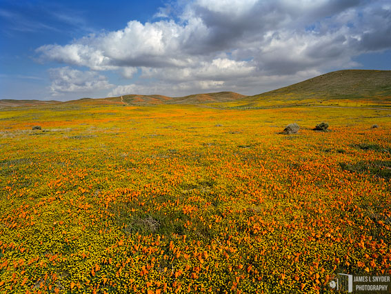 Poppies and Goldfields