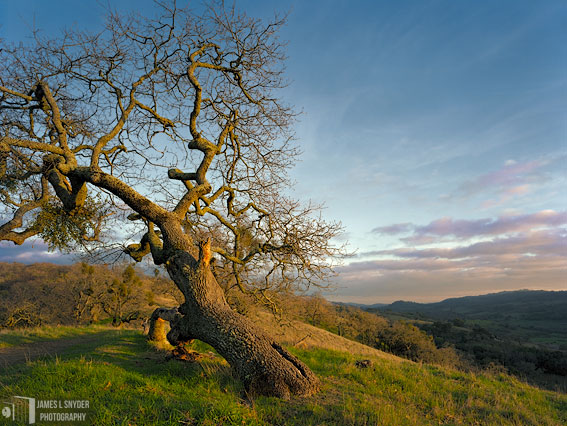 Fallen Oak at Sunset