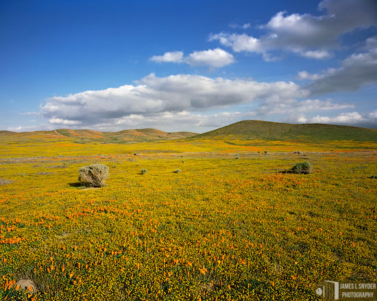 Goldfields, Poppies, and Lonely Shrubs