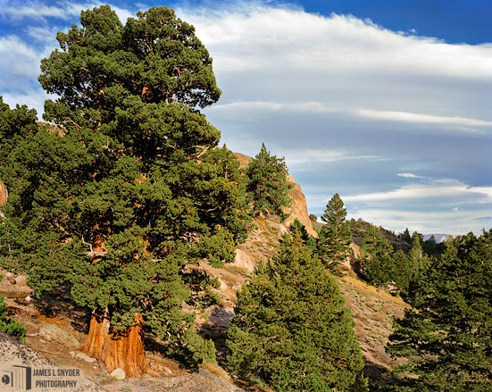 Old Juniper, Sonora Pass
