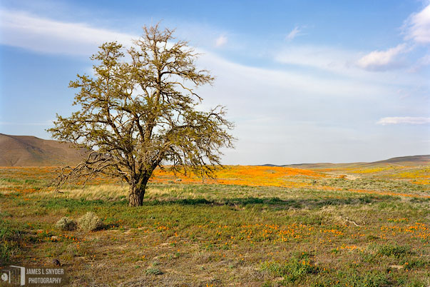 The Lone Desert Oak