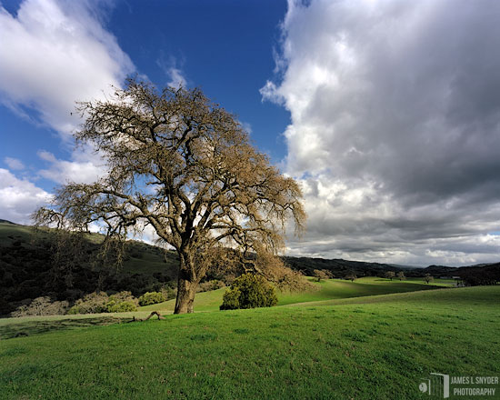 Graceful Oak, Halls Valley