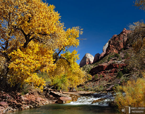 Golden Cottonwood by Cascade