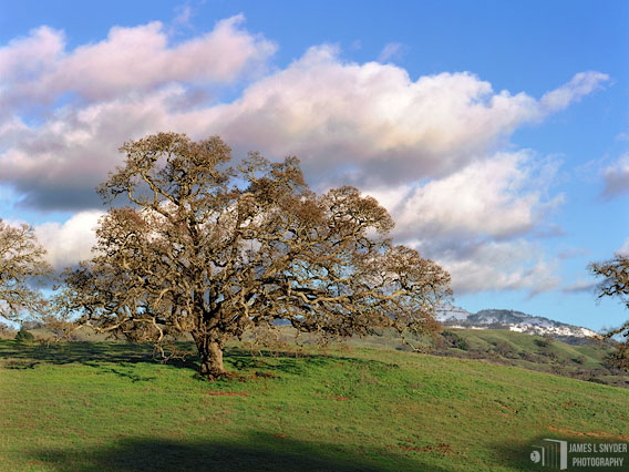 Grand Oak and Clouds