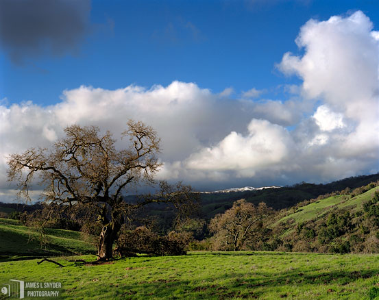 Crumbling Oak and Storm Clouds