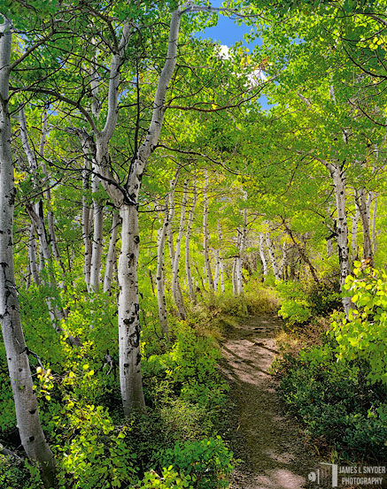 Green Aspens, The Glowing Wood