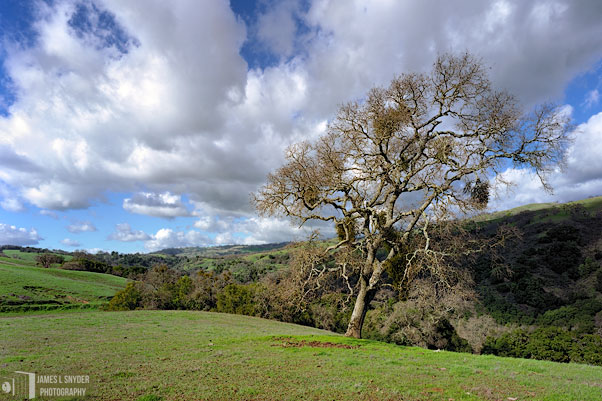Bare Oak with Mistletoe