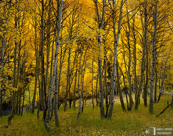 Glowing Golden Aspens