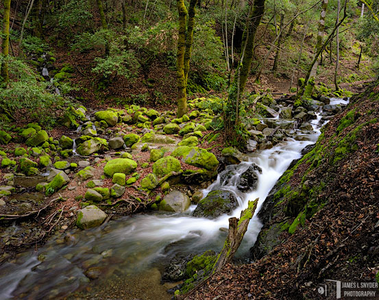 Swanson Creek and Clearing