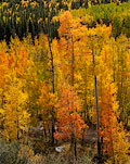 L000934t