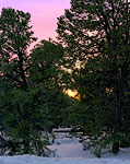 L000593t