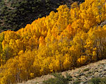 L000537t